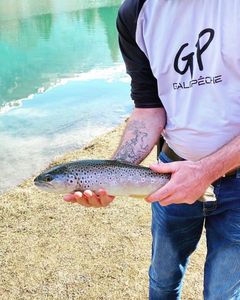 Rainbow Trout