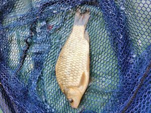 Crucian Carp