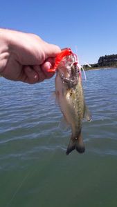 Smallmouth Bass