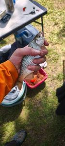 Prussian Carp