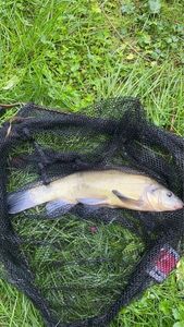 Tench