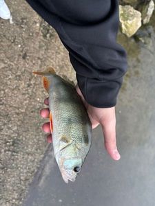 European Perch