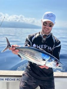Atlantic Bonito