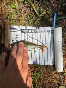 European Perch