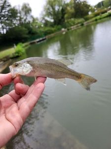 Largemouth Bass