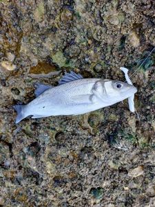European Bass (Seabass)