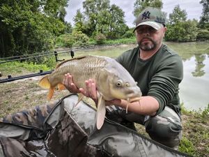 Common Carp