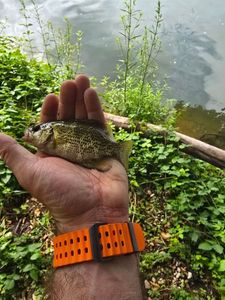 Rock Bass
