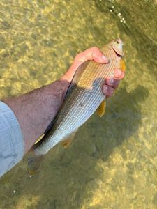 Grayling