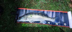 Zander