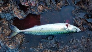 Mackerel