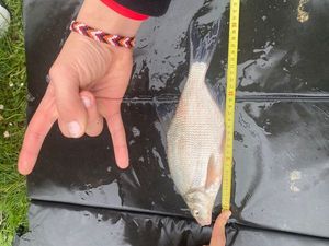Common Bream