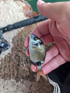 Common Two-Banded Seabream