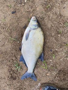 Common Bream