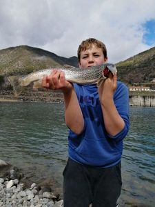 Brown Trout