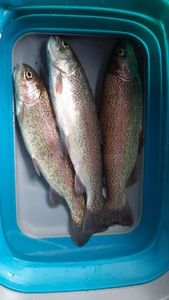 Rainbow Trout