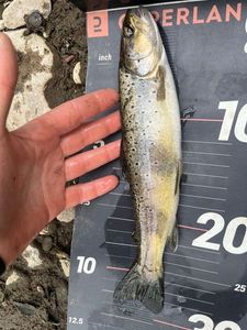 Brown Trout