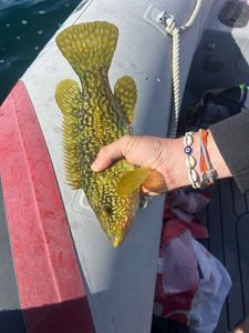 Ballan Wrasse