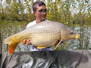 Common Carp