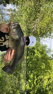 Largemouth Bass