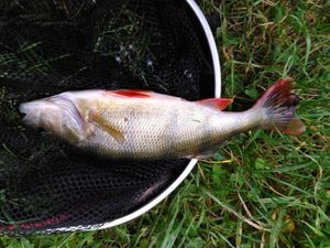 European Perch