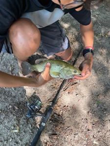 Largemouth Bass