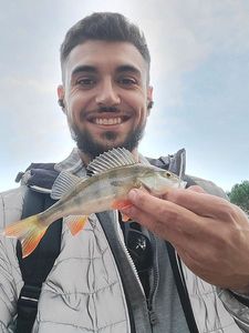 European Perch