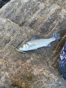 European Bass (Seabass)