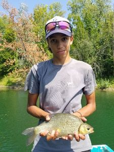 Crucian Carp