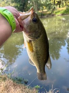 Largemouth Bass