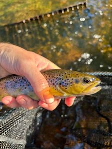 Brown Trout