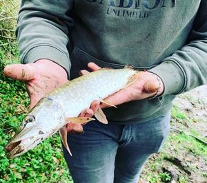 Northern Pike