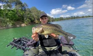Largemouth Bass