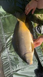 Mirror Carp