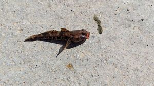 Giant Goby