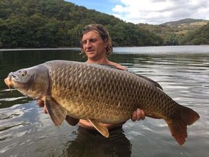 Common Carp