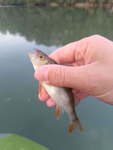 European Perch