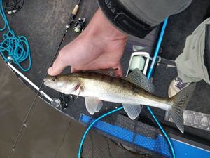 Zander