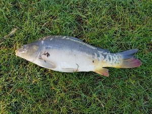Mirror Carp