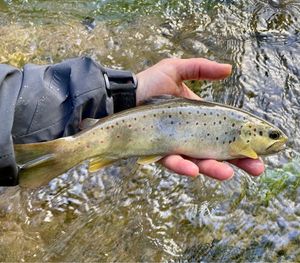 Brown Trout