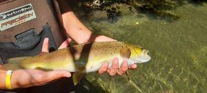 Brown Trout