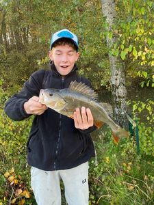 European Perch