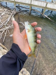 European Perch