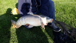 Common Carp