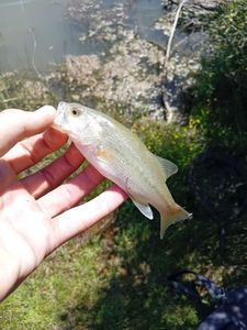 Largemouth Bass