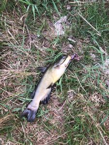 Black Bullhead