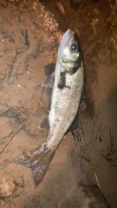 European Bass (Seabass)