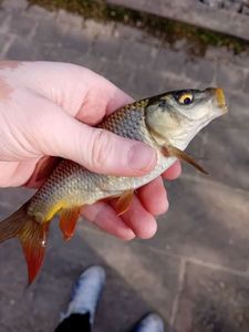 Common Carp