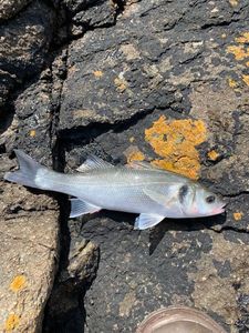 European Bass (Seabass)
