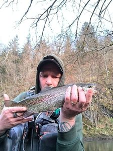 Rainbow Trout